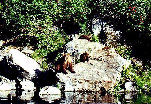 Two Bears, Photo Shot by Bill Hefner